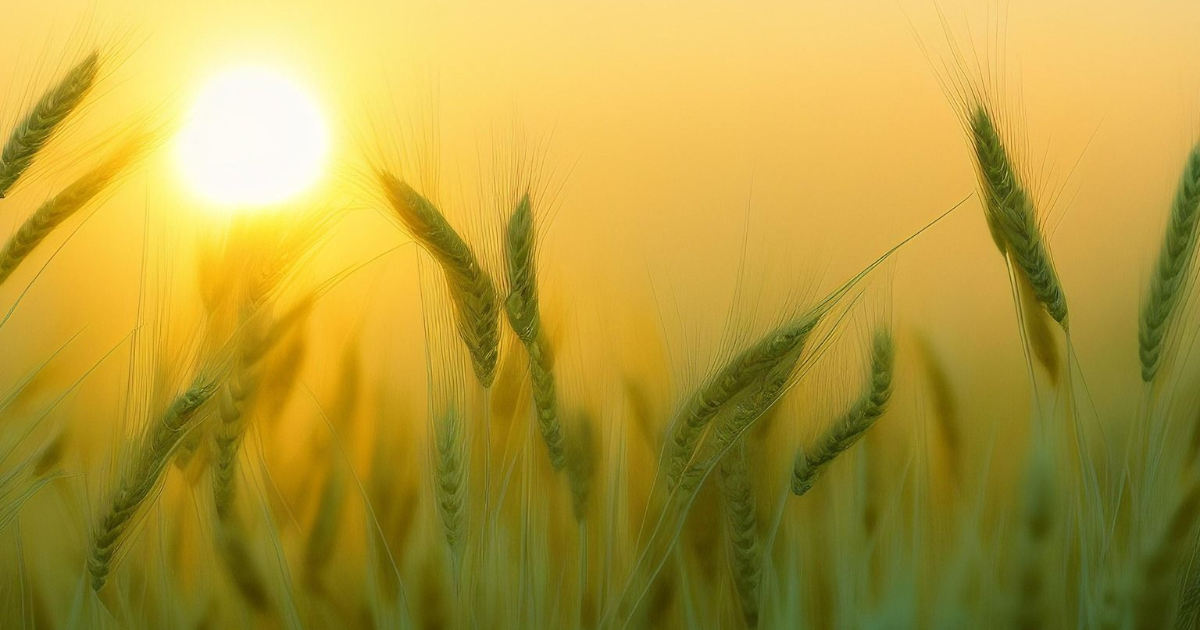 Du grain solitaire au pain des vivants