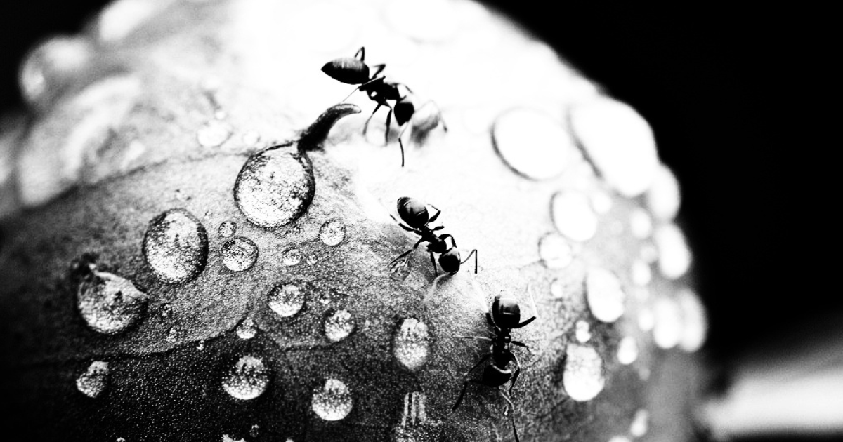 Episode 1 : Les fourmis