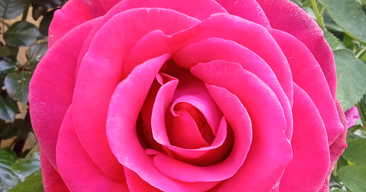 Libres Anne et Philémon