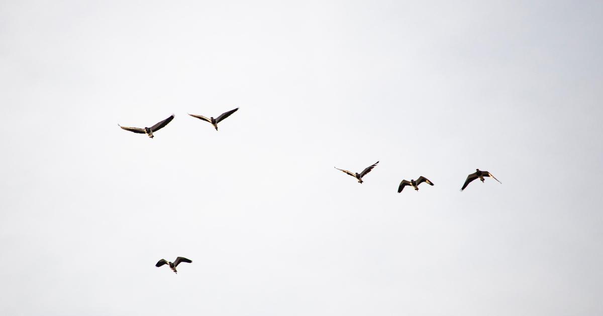 L'amour donne des ailes