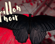 Papillon noir