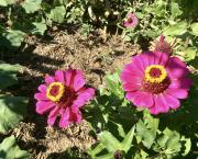 Le jardin du 8 Septembre 