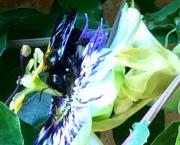 Le jardin du 1er Août