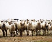 Désignes-moi un mouton