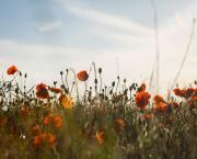 Armistice (08/05/2020)