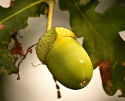Cupule