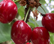 Les cerises de la joie et de l’amour