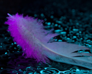 Dernière plume