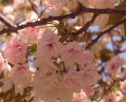 Avril 2014 : mon premier voyage au Japon