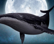 Une baleine
