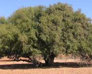 L'ARGANIER- l'arbre aux chèvres .....mais pas que