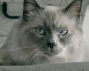 Point médian - le 8e passager