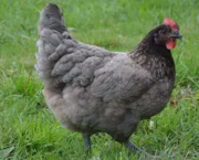 Coucher les poules