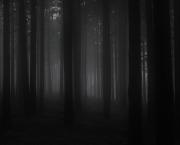 En forêt