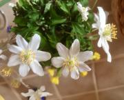 Le jardin du 19 Mars