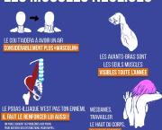 Les muscles négligés