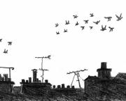 pigeons !