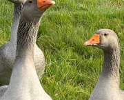 L’ARADHANA DES CIMES