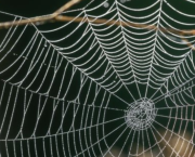 Ukraine , l’araignée qui fait mal