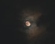 Portrait Nocturne