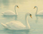 Les cygnes sur l'eau