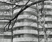 Mini expo photo 14 : L’arbre dans la ville