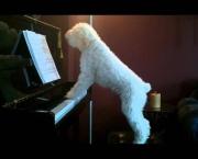 Dogs of a Huge Criminal Conspiracy