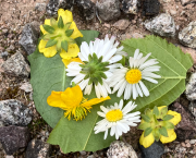 Exercice d’écriture : 5 mots imposés (en caractère gras dans le texte)