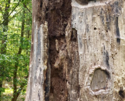 Sous l'écorce d'un Géant.