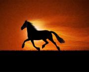 Le Cheval et l'Enfant