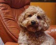 CHIEN.NE.S DE VIE : second confinement