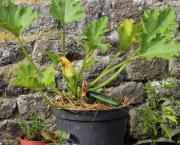 De la vie d'un Cornichon