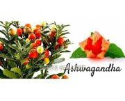 Les Principales Poudres de Plantes en AYURVEDA