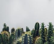 Dans la vie, il y a des cactus