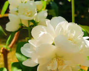 Chapitre 7 : Le mystère du dragon (FIN)