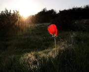 Un Amour Plus Sincère..