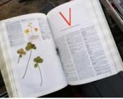 Une folle envie de chocolat