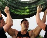 Le cornichon français reprend de la couleur