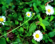 Chapitre 3 : Mission accomplie et danger inattendu...