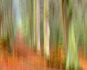 Mini expo photo 13 : La forêt