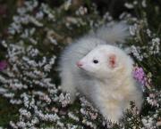 Il court, il court, le hasard