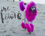 Reine de beauté