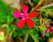 Chapitre 2 : La force de la nature