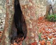 Toi mon arbre