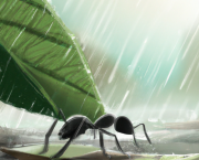 La fourmi sous la pluie