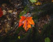 Francis Ponge - Le monde muet est notre seule patrie