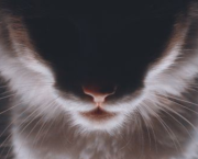 Tranches de vie - Chat va aller ! (Une auto-chato-graphie).