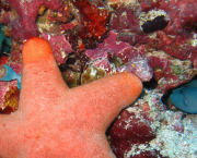 Préquel Odyssées cosmiques : Étoile de mer