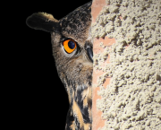 Voyeurisme