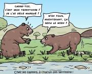 un castor qui marque son territoire